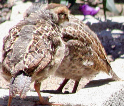 Maturation of California Quail